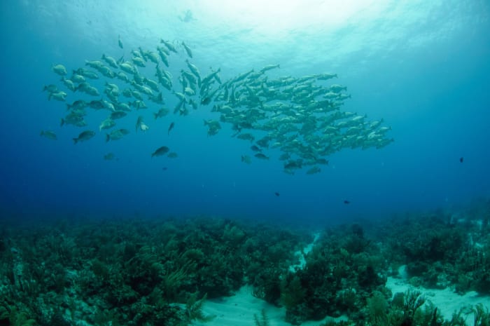 Crystal clear waters of Belize